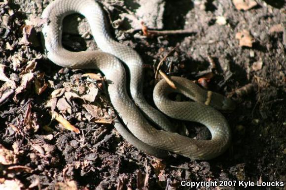 Northern Ring-necked Snake (Diadophis punctatus edwardsii)