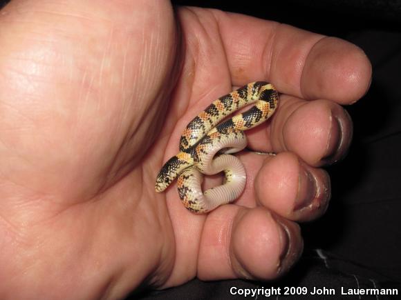 Western Long-nosed Snake (Rhinocheilus lecontei)