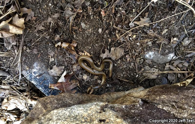 Southern Rubber Boa (Charina umbratica)