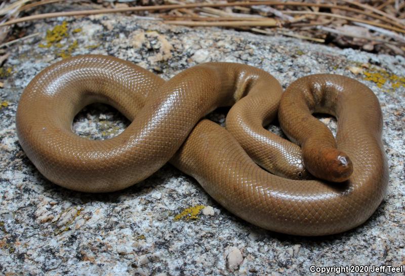 Southern Rubber Boa (Charina umbratica)