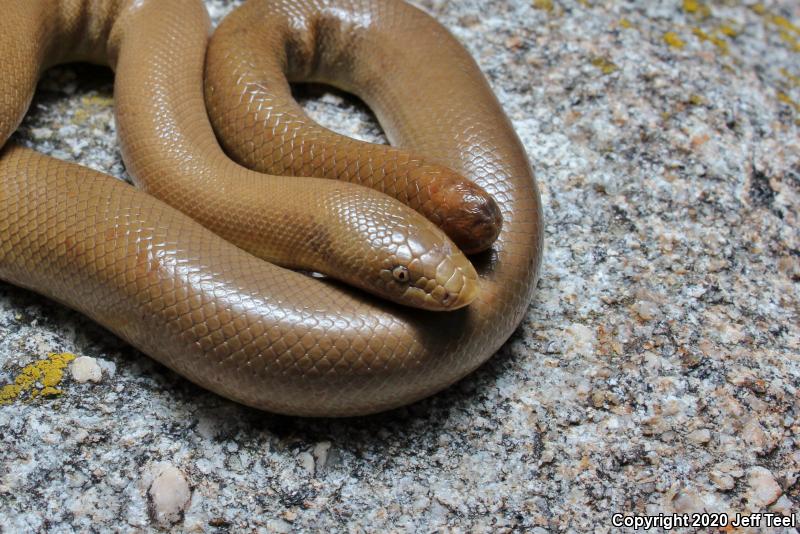 Southern Rubber Boa (Charina umbratica)