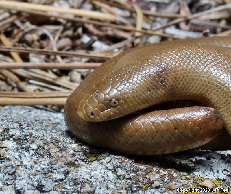 Southern Rubber Boa (Charina umbratica)