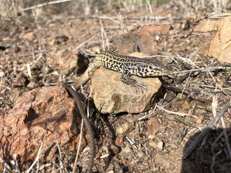 Coastal Whiptail (Aspidoscelis tigris stejnegeri)