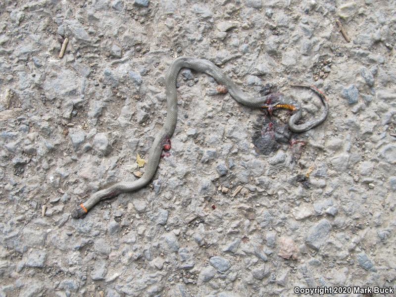 San Bernardino Ring-necked Snake (Diadophis punctatus modestus)