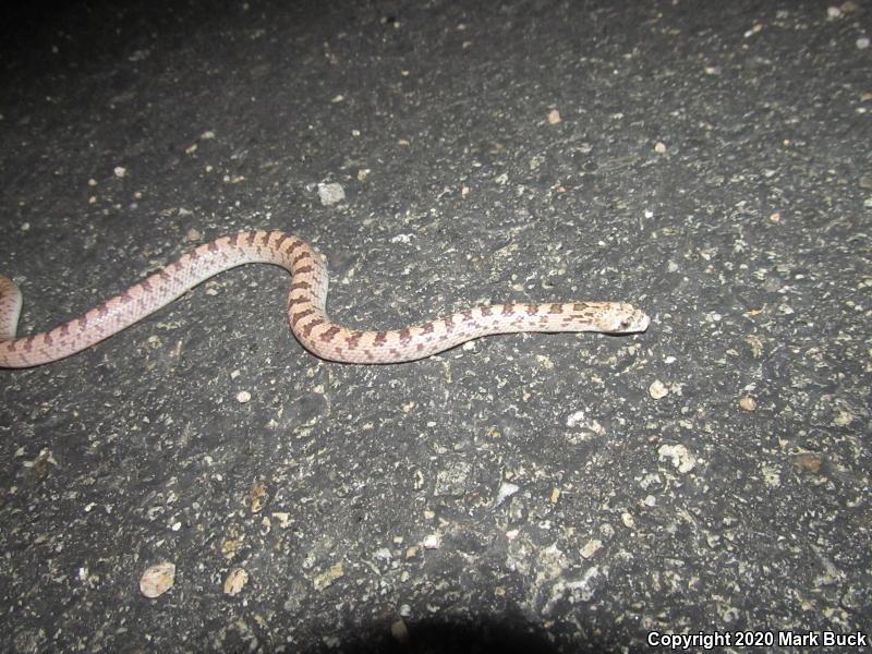 Spotted Leaf-nosed Snake (Phyllorhynchus decurtatus)