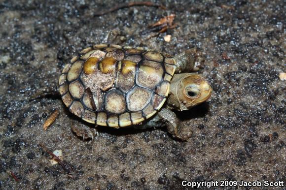 Ornate Diamond-backed Terrapin (Malaclemys terrapin macrospilota)