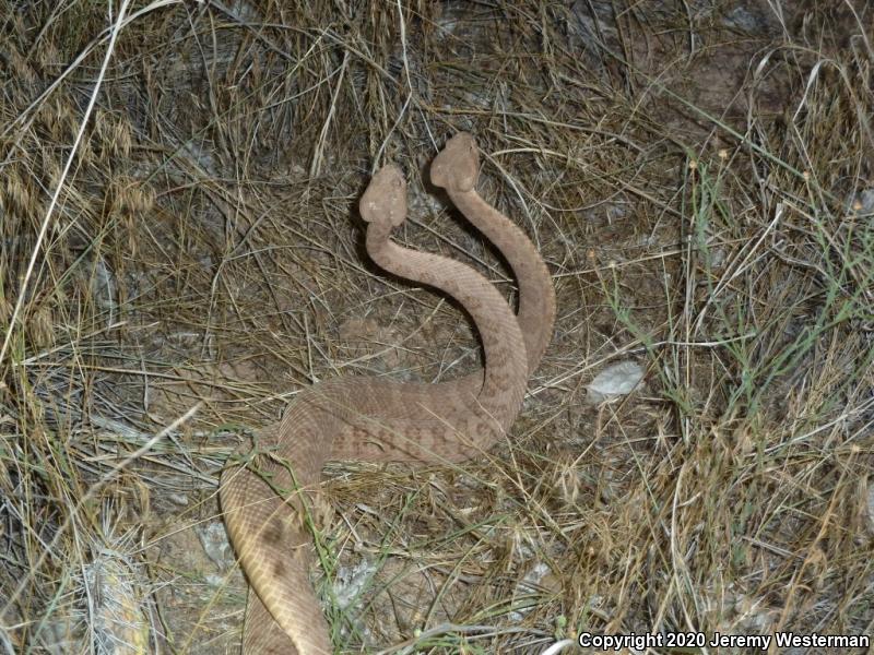 Grand Canyon Rattlesnake (Crotalus oreganus abyssus)