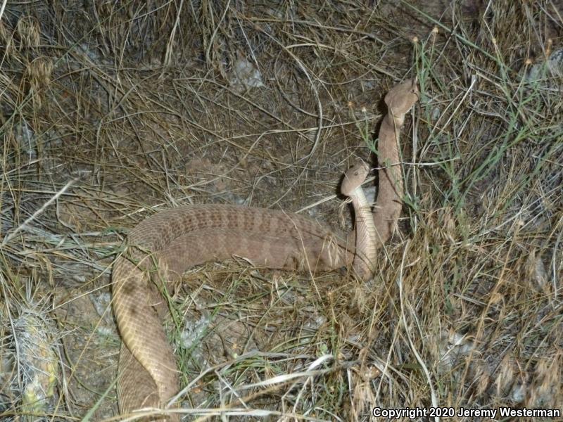 Grand Canyon Rattlesnake (Crotalus oreganus abyssus)