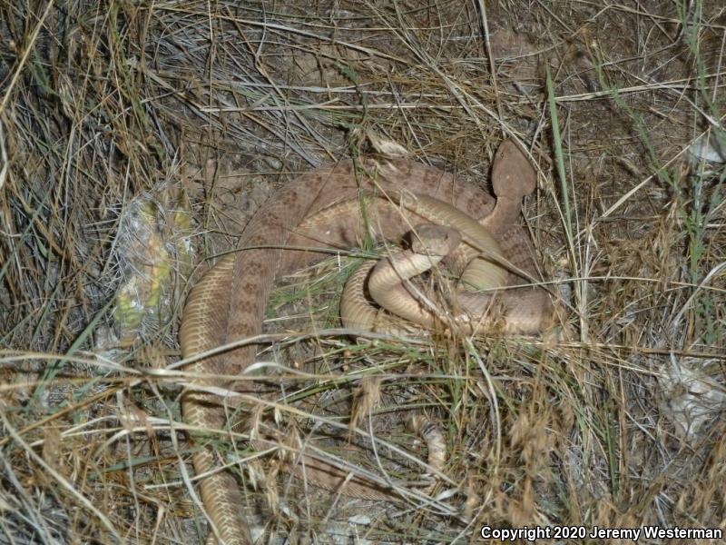 Grand Canyon Rattlesnake (Crotalus oreganus abyssus)