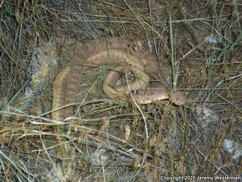 Grand Canyon Rattlesnake (Crotalus oreganus abyssus)