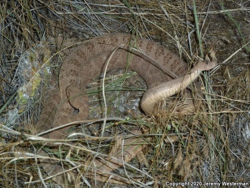 Grand Canyon Rattlesnake (Crotalus oreganus abyssus)