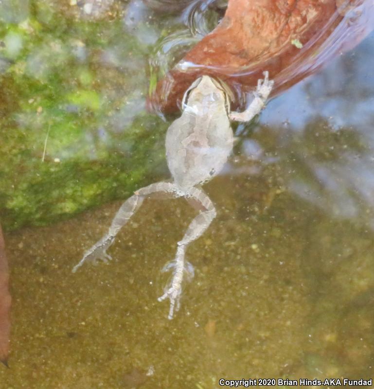 Baja California Treefrog (Pseudacris hypochondriaca)