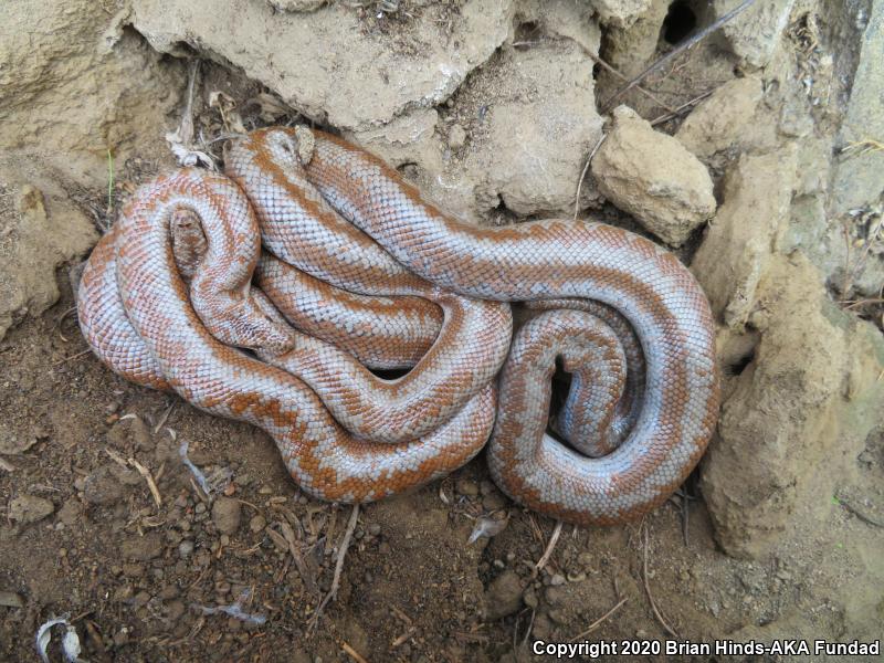 Coastal Rosy Boa (Lichanura trivirgata roseofusca)