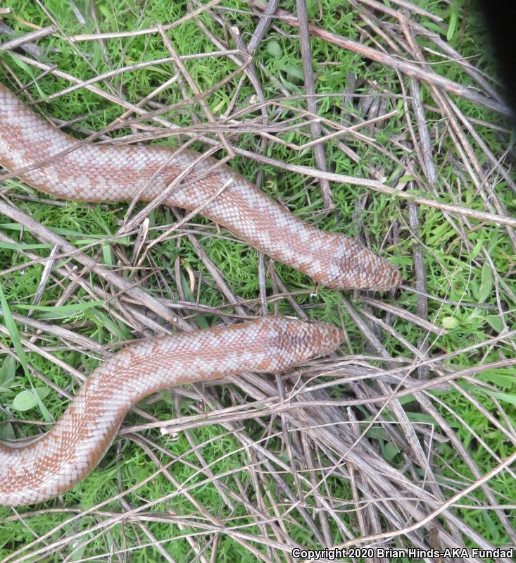 Coastal Rosy Boa (Lichanura trivirgata roseofusca)