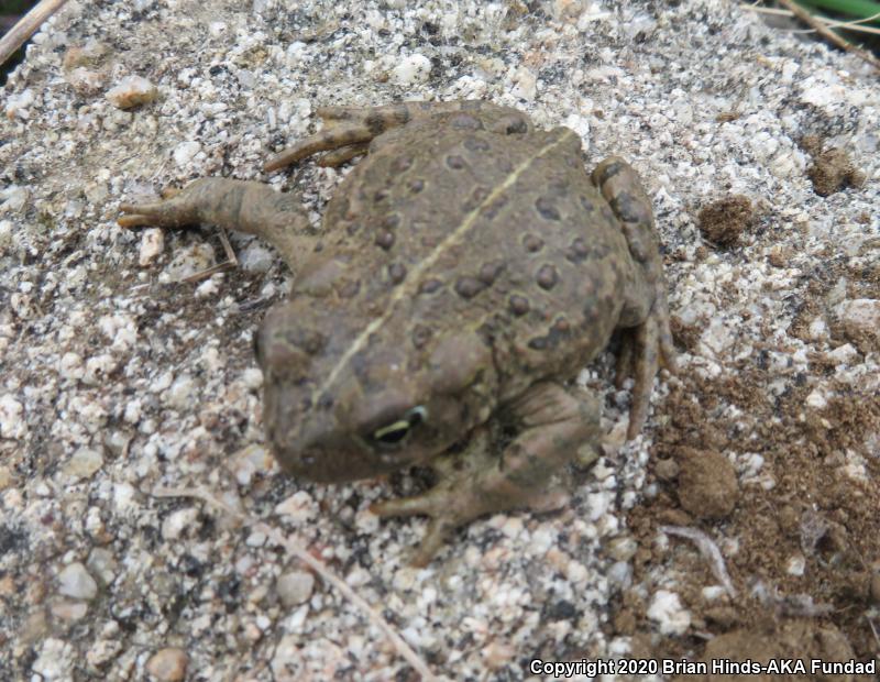 Southern California Toad (Anaxyrus boreas halophilus)