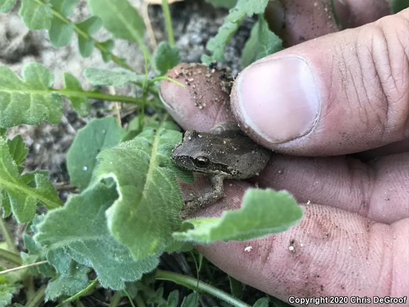 Baja California Treefrog (Pseudacris hypochondriaca)