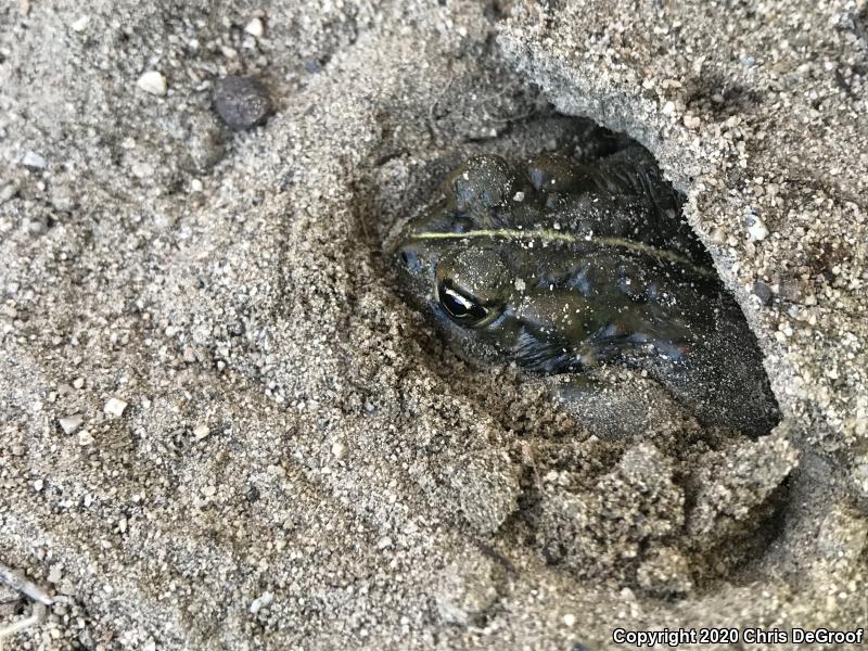 Southern California Toad (Anaxyrus boreas halophilus)