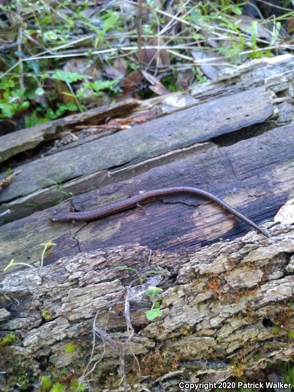 Gregarious Slender Salamander (Batrachoseps gregarius)