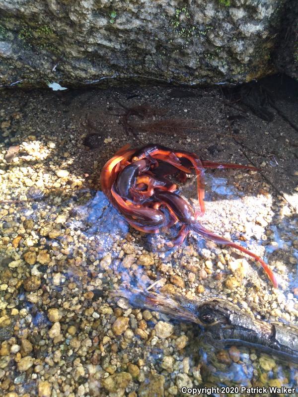 Sierra Newt (Taricha torosa sierrae)