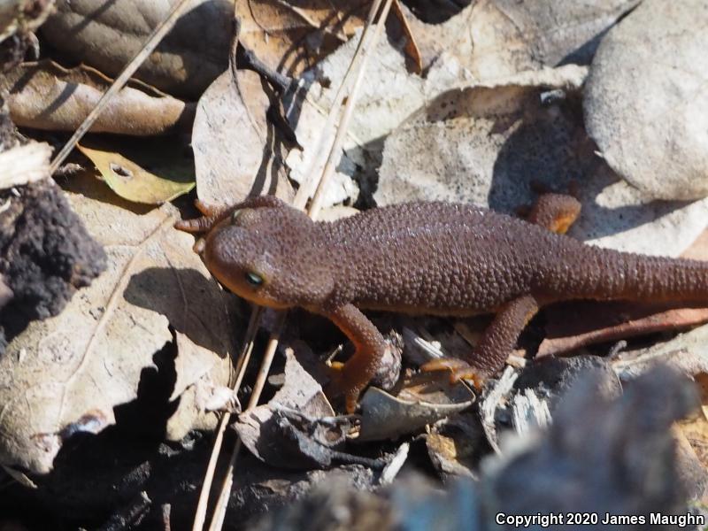 Rough-skinned Newt (Taricha granulosa)