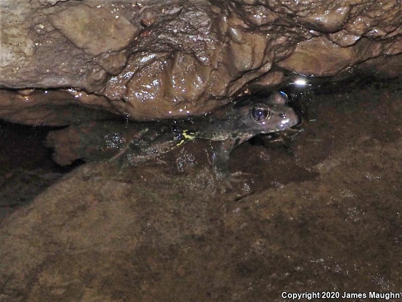 California Red-legged Frog (Rana draytonii)