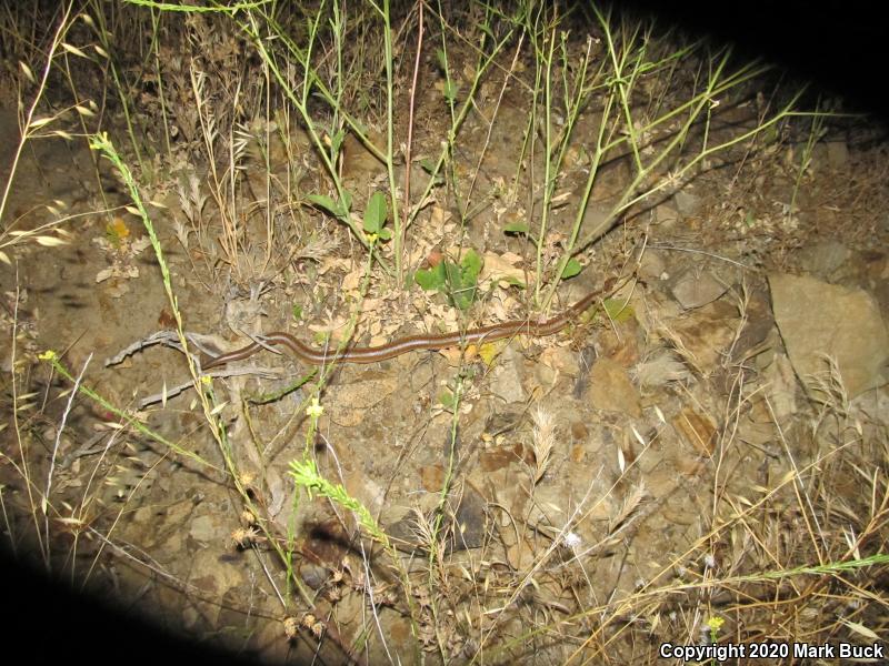 Coastal Rosy Boa (Lichanura trivirgata roseofusca)