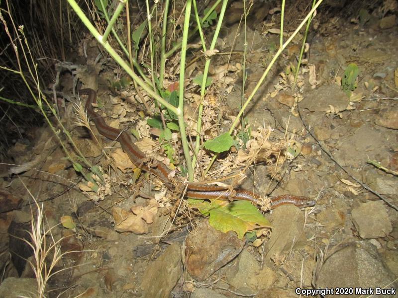 Coastal Rosy Boa (Lichanura trivirgata roseofusca)