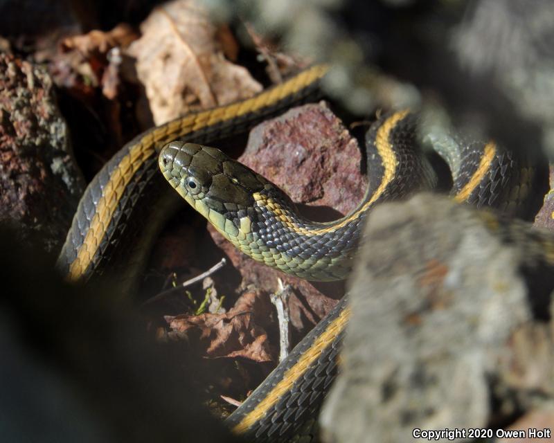 Diablo Gartersnake (Thamnophis atratus zaxanthus)