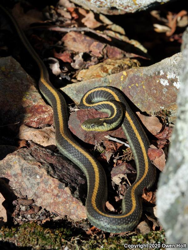 Diablo Gartersnake (Thamnophis atratus zaxanthus)