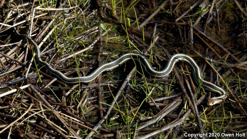 California Red-sided Gartersnake (Thamnophis sirtalis infernalis)