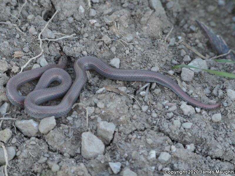 Sharp-tailed Snake (Contia tenuis)