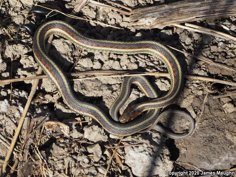 California Red-sided Gartersnake (Thamnophis sirtalis infernalis)