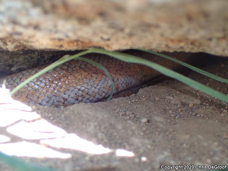 Coastal Rosy Boa (Lichanura trivirgata roseofusca)