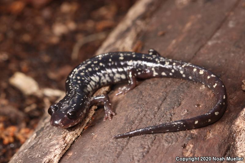 Southeastern Slimy Salamander (Plethodon grobmani)