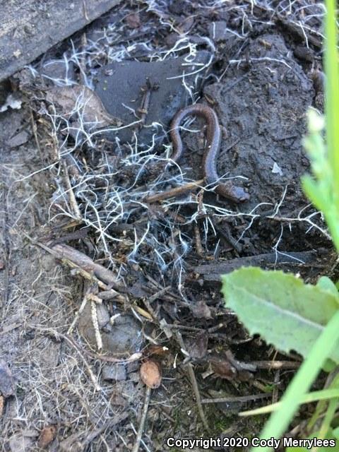 Garden Slender Salamander (Batrachoseps major major)