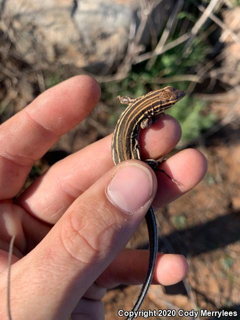 Belding's Orange-throated Whiptail (Aspidoscelis hyperythra beldingi)