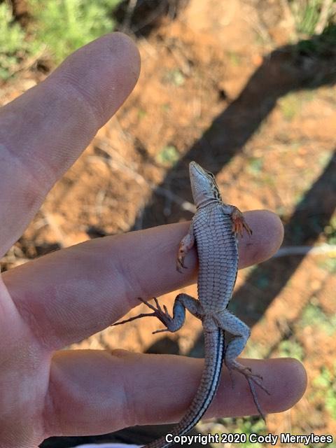 Belding's Orange-throated Whiptail (Aspidoscelis hyperythra beldingi)