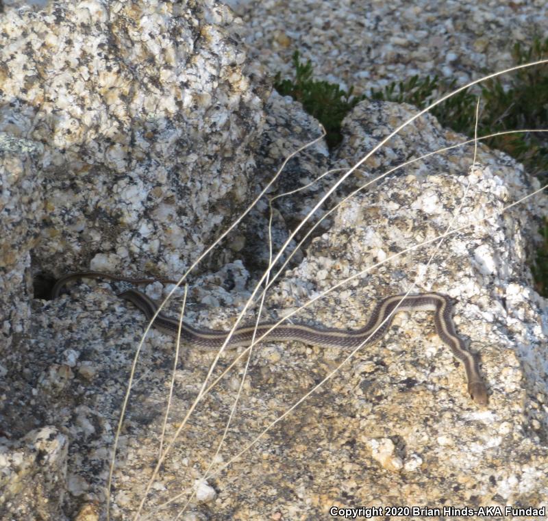 Coast Patch-nosed Snake (Salvadora hexalepis virgultea)