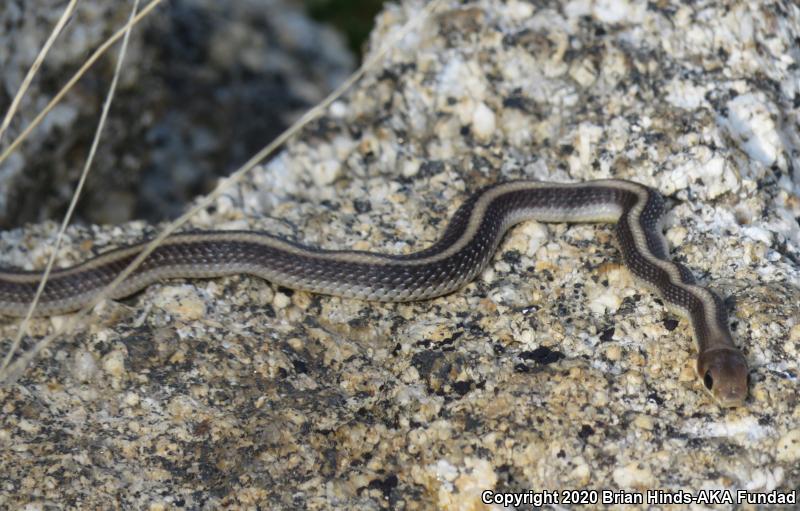 Coast Patch-nosed Snake (Salvadora hexalepis virgultea)