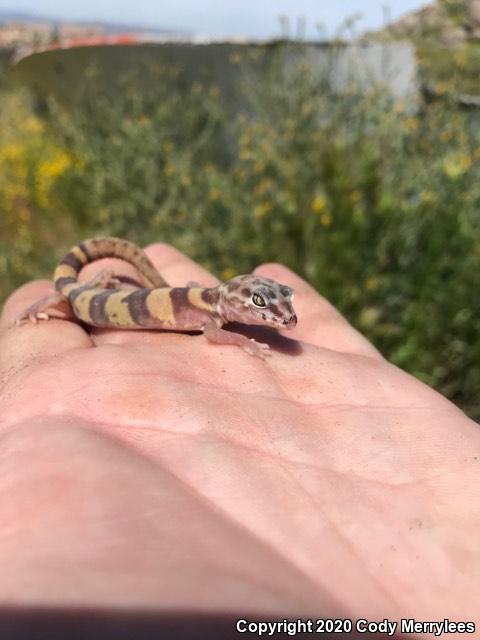 San Diego Banded Gecko (Coleonyx variegatus abbotti)