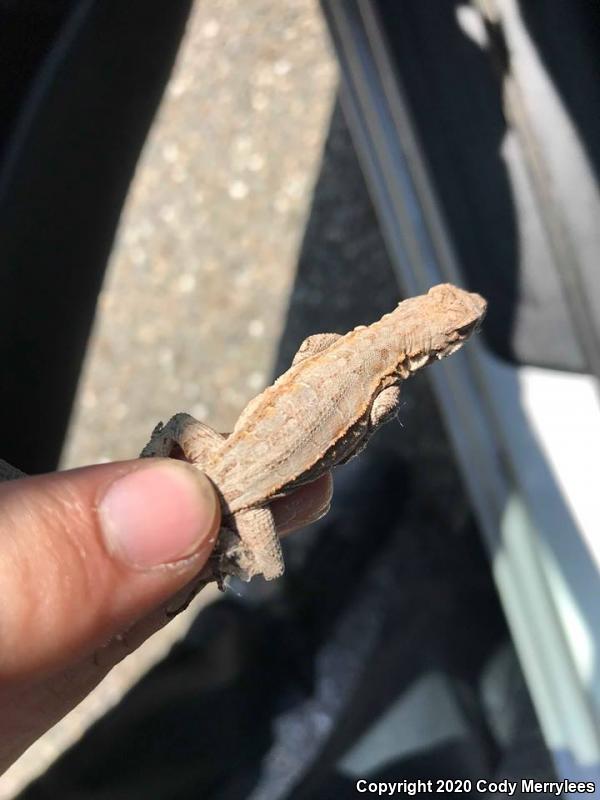 Colorado River Tree Lizard (Urosaurus ornatus symmetricus)