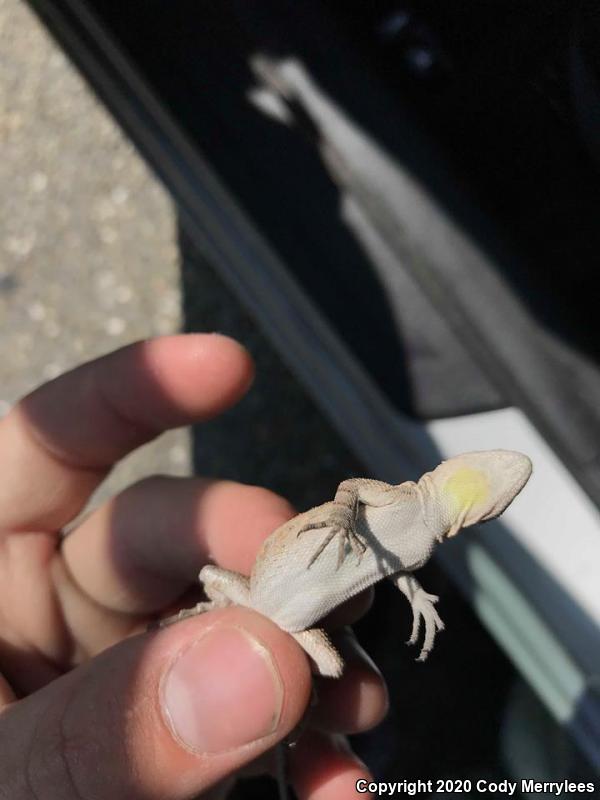 Colorado River Tree Lizard (Urosaurus ornatus symmetricus)