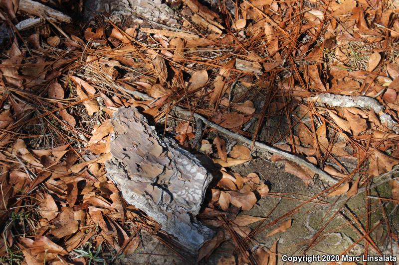 Eastern Fence Lizard (Sceloporus undulatus)