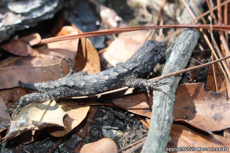 Eastern Fence Lizard (Sceloporus undulatus)