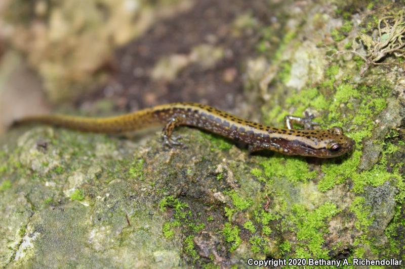 Dark-sided Salamander (Eurycea longicauda melanopleura)