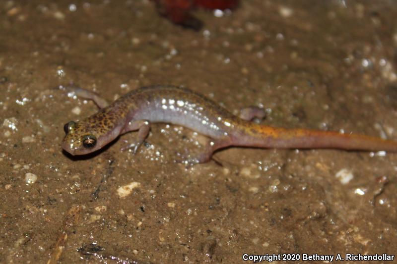 Dark-sided Salamander (Eurycea longicauda melanopleura)