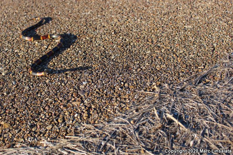 Texas Coralsnake (Micrurus tener)