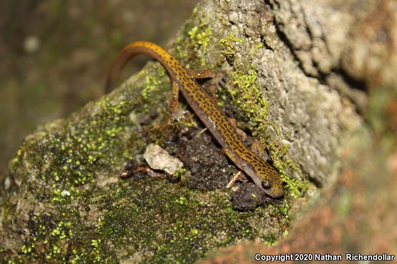 Dark-sided Salamander (Eurycea longicauda melanopleura)