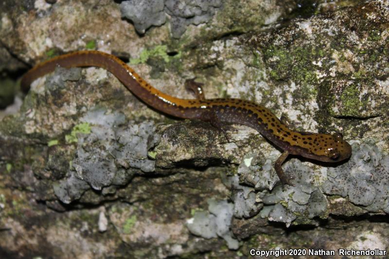 Dark-sided Salamander (Eurycea longicauda melanopleura)