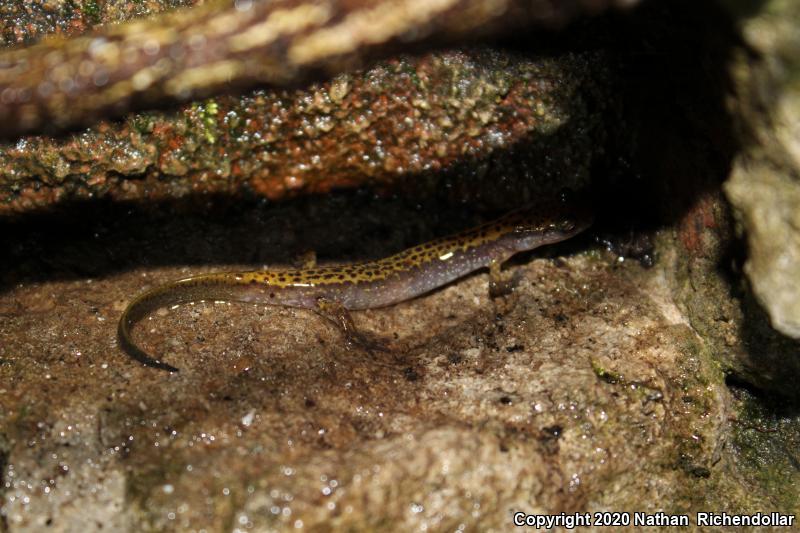 Dark-sided Salamander (Eurycea longicauda melanopleura)
